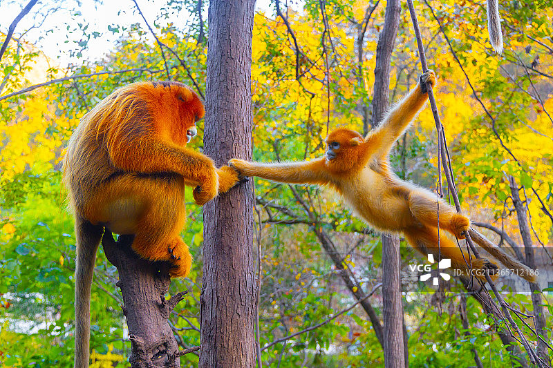 秦岭国宝野生金丝猴图片素材