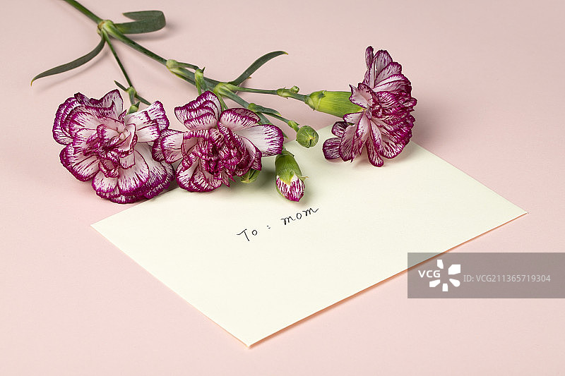 粉色康乃馨鲜花与信封图片素材