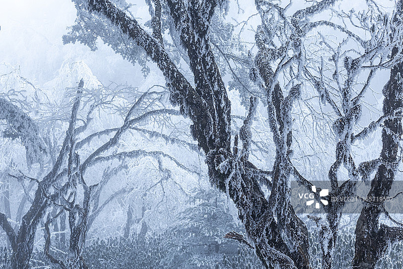 冬天大雪寒冷的雾凇风景图片素材