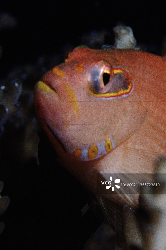丝鳍鹰鱼特写图片素材
