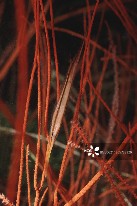 管口鱼藏身于鞭珊瑚中图片素材