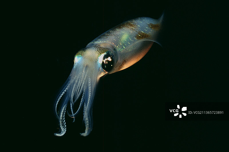 莱氏拟乌贼图片素材