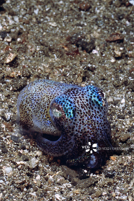 贝里短尾鱿鱼图片素材