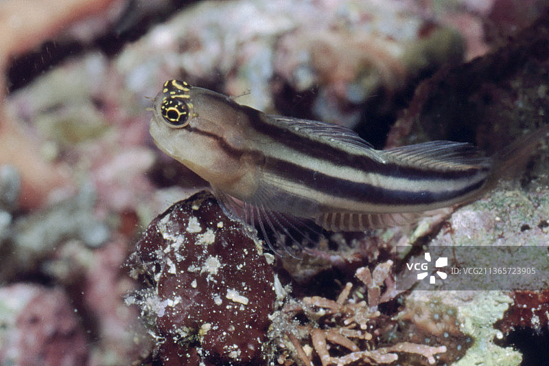 条纹珊瑚鱼图片素材