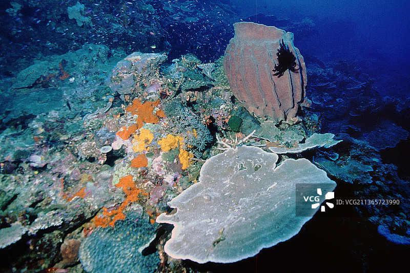 桶状海绵和盘状珊瑚礁风景图片素材