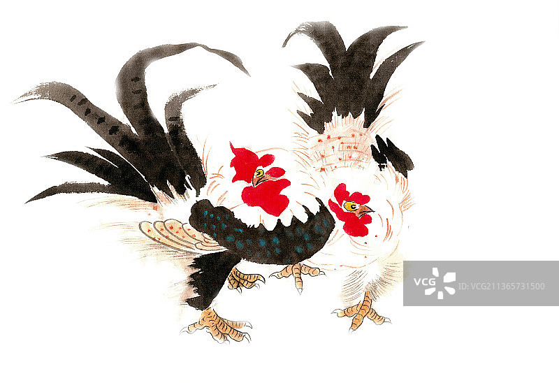 两只公鸡图片素材