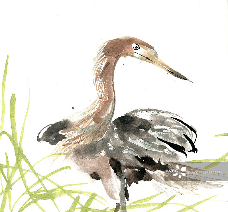 休憩的水鸟图片素材