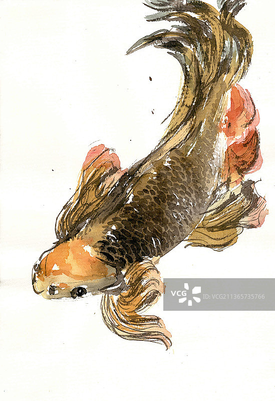 悠然的金鱼图片素材