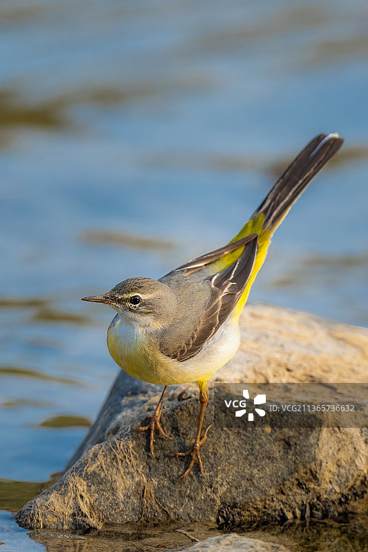 灰鹡鸰图片素材