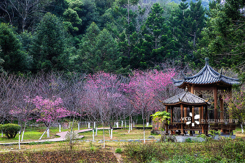 福州森林公园樱花园图片素材