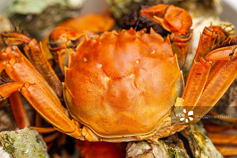 清蒸河蟹美食图片素材