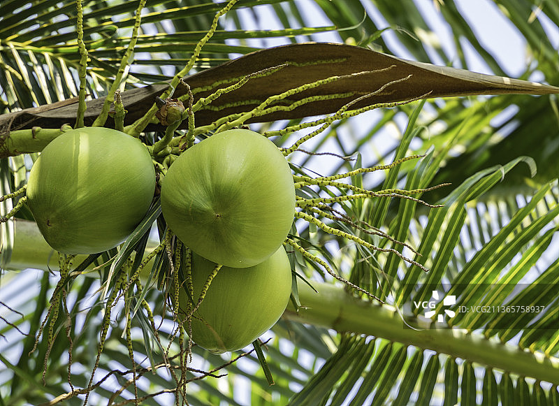 中国海南省三亚市海边的椰子树和树上的青椰图片素材