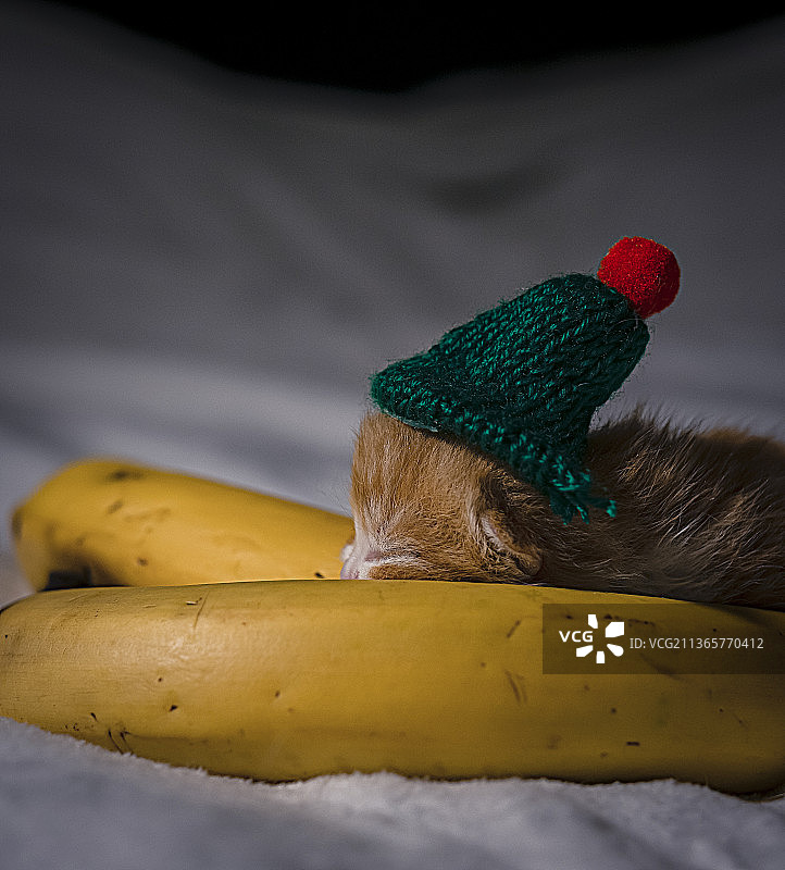 刚出生的美短橙猫图片素材