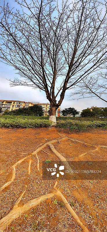 盘根错节图片素材