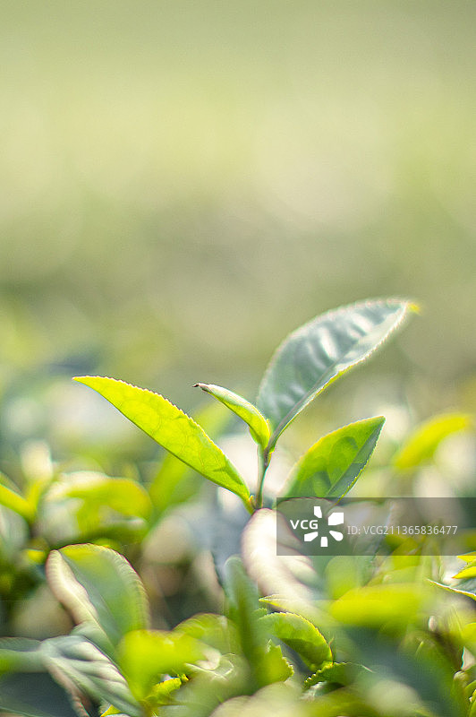 一心二叶的中国茶叶在茶园图片素材