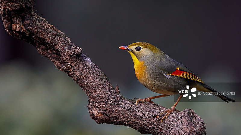 红嘴相思鸟图片素材