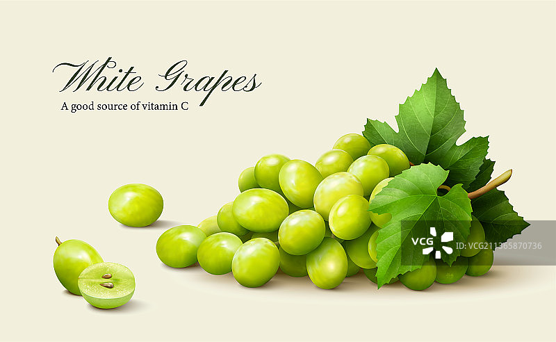 多汁写实绿葡萄插图图片素材