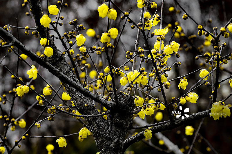 腊梅盛开  摄于上海真如公园图片素材