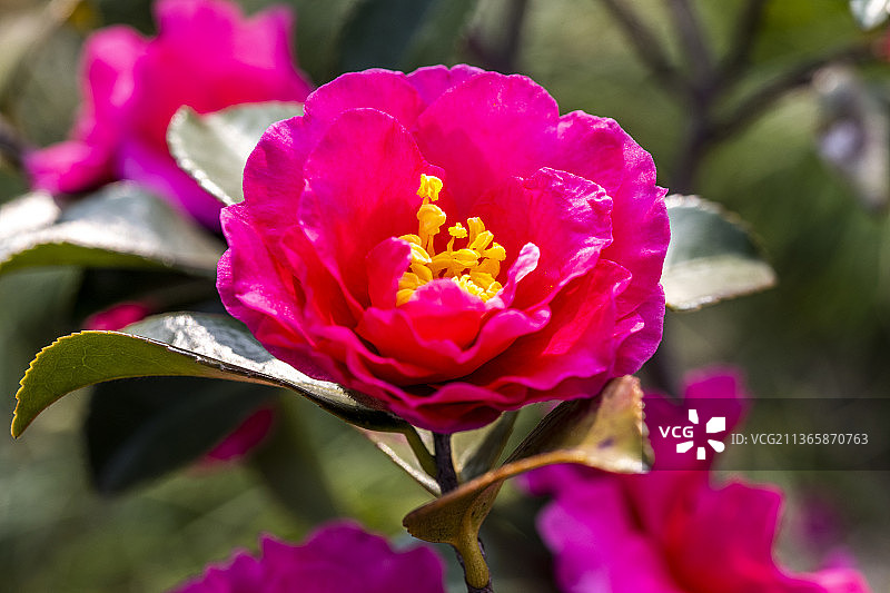 茶花   摄于上海真如公园图片素材