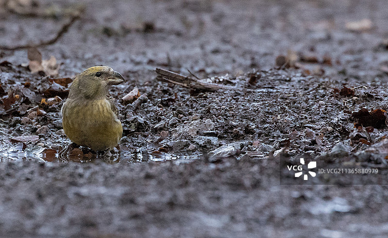 栖息在田野上的鸣雀特写图片素材