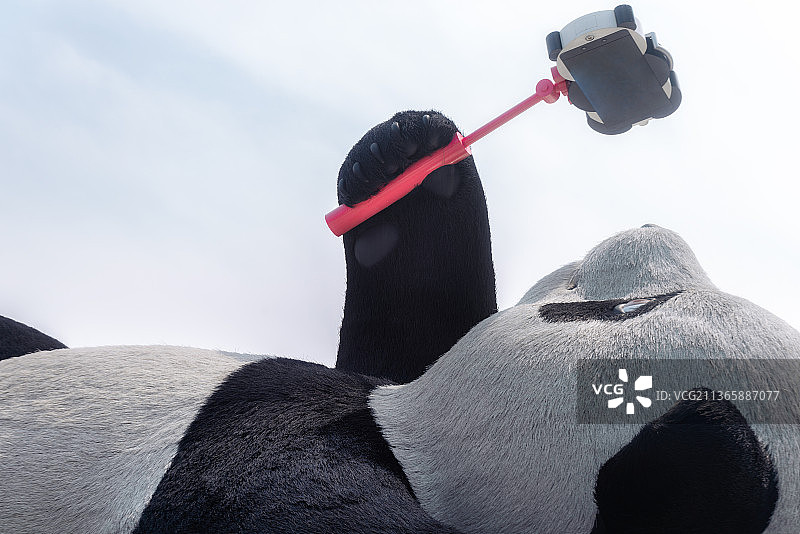 都江堰仰天窝自拍熊猫雕塑图片素材