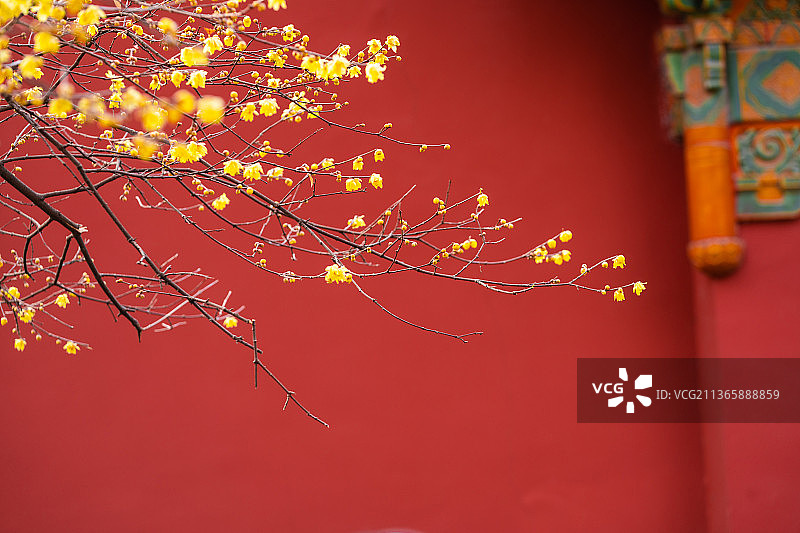 春天，初春，明孝陵腊梅，园林的腊梅盛开图片素材