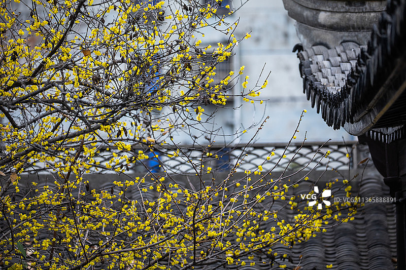 春天，初春，明孝陵腊梅，园林的腊梅盛开图片素材