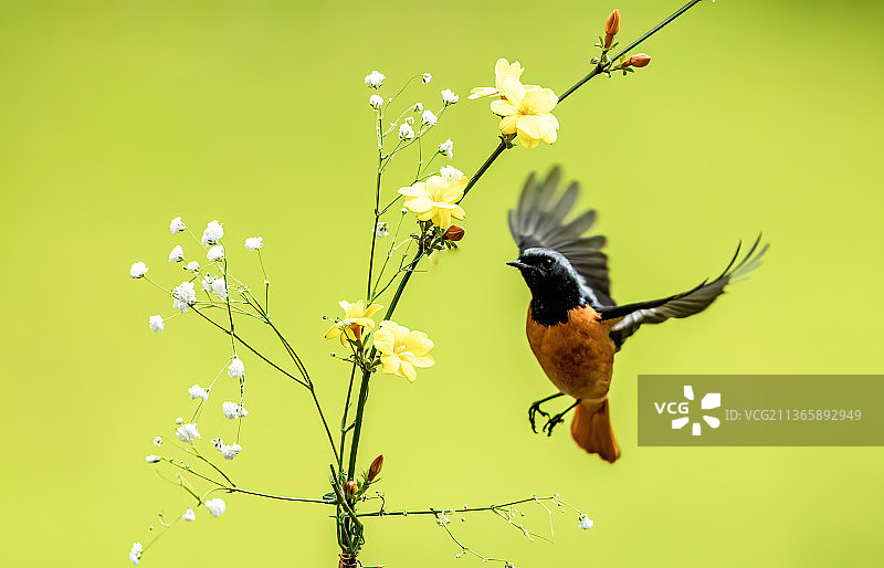 北红尾鸲与迎春花图片素材