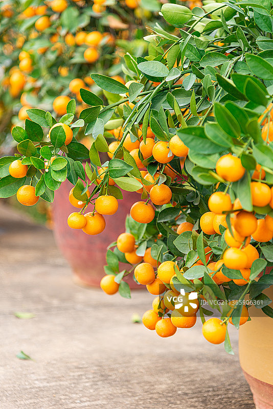 南沙农田花市年桔盆栽图片素材