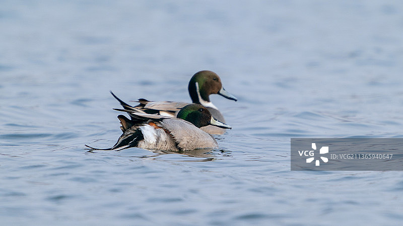 针尾鸭图片素材