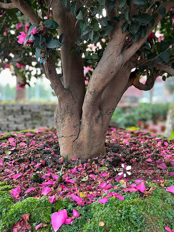 茶花园春色图片素材