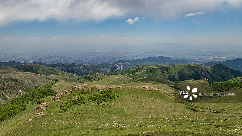 呼和浩特郊外的羊群图片素材