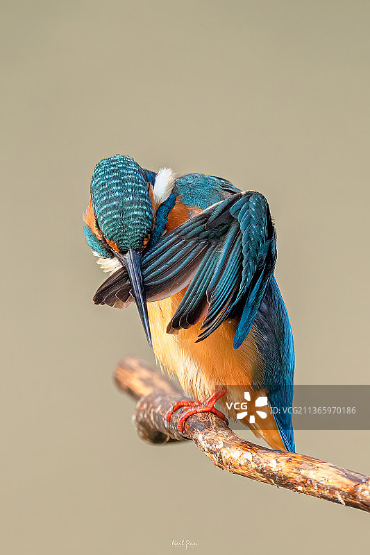 蓝色忍者图片素材