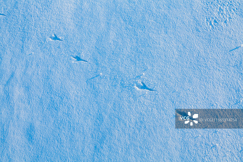 雪地上的鸟类脚印图片素材