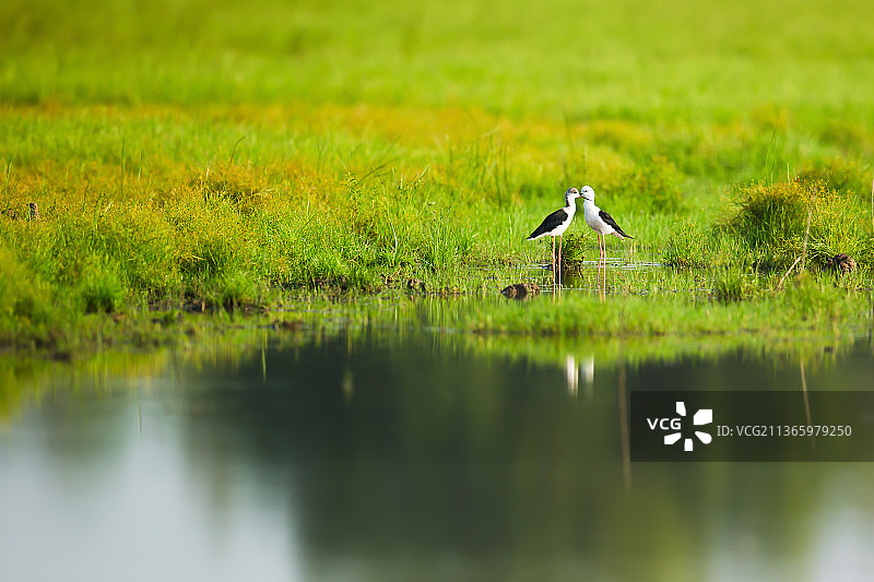 湿地精灵——黑翅长脚鹬图片素材