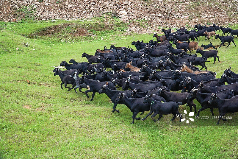 成群的黑山羊图片素材