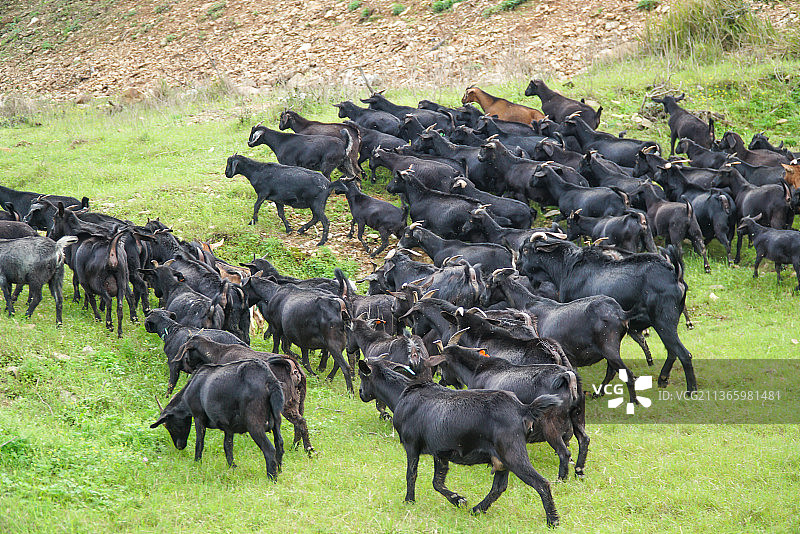 成群的黑山羊图片素材