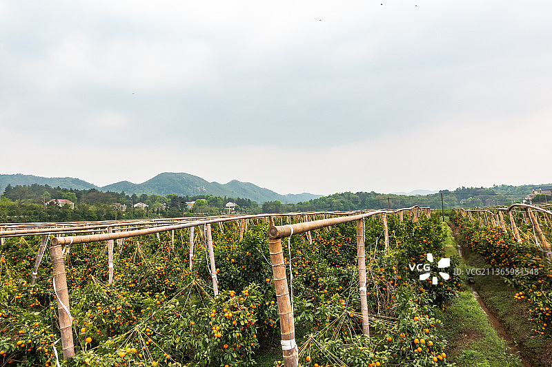 挂满枝头的橘子树图片素材