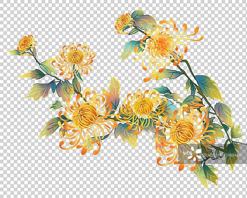 中国风菊花元素图片素材