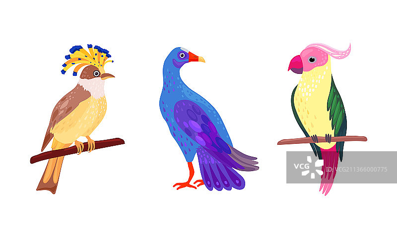 栖息在树上的亮羽毛热带鸟图片素材