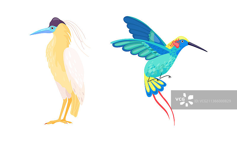 热带亮羽毛鸟图片素材