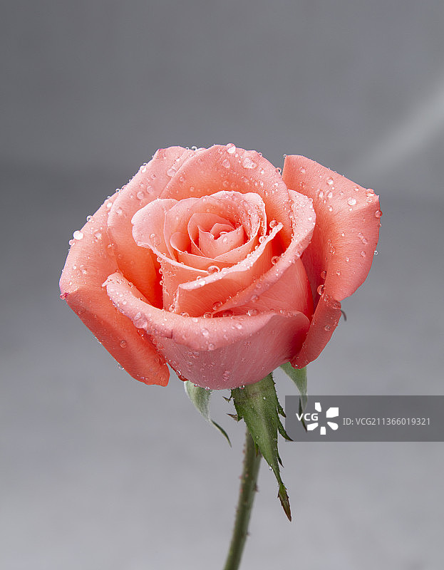 玫瑰棚拍图片素材