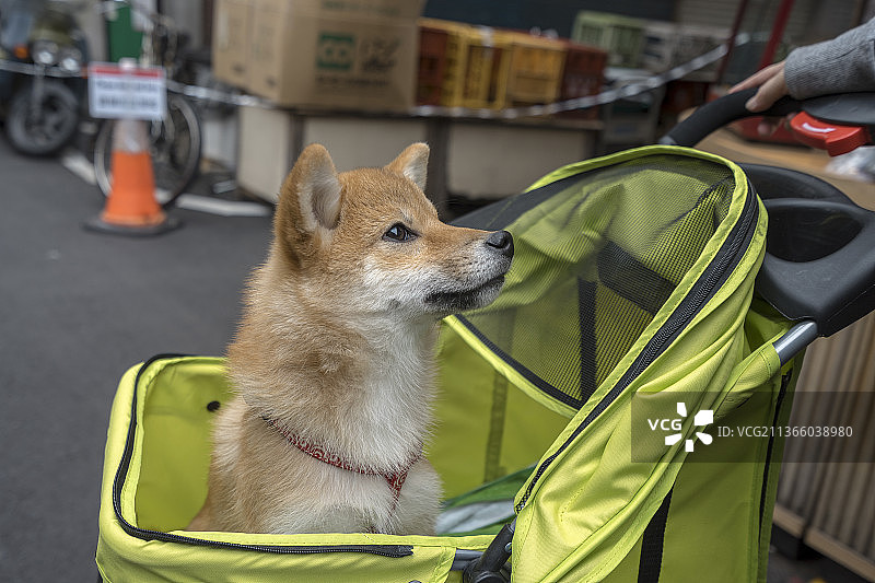 城市街头婴儿推车里的宠物狗图片素材
