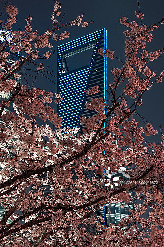 陆家嘴的樱花与写字楼图片素材