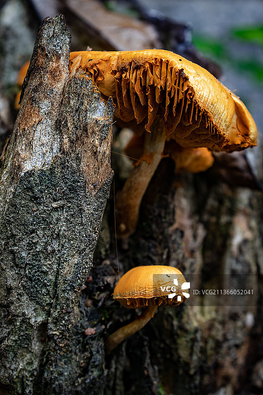生长在树干上的橙色蘑菇特写，巴西图片素材