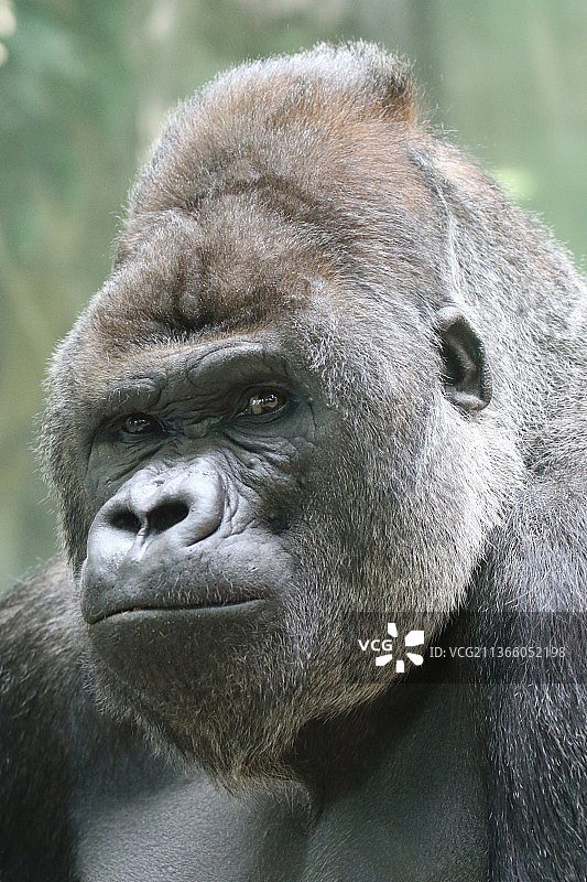 西部低地大猩猩面部特写图片素材