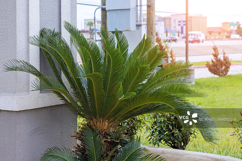 美丽热带背景下的棕榈树图片素材