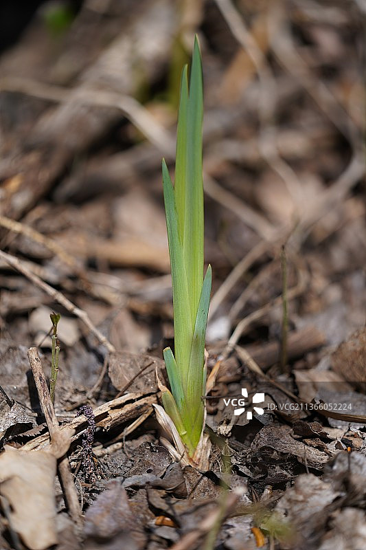 奥地利维也纳田野植物特写图片素材