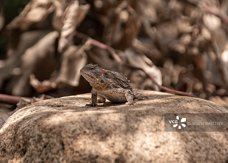 角蜥：岩石上的蜥蜴特写，美国亚利桑那州图片素材