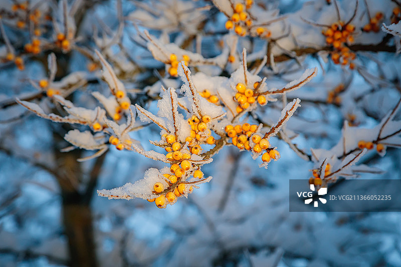 雪下树枝上的沙棘果图片素材